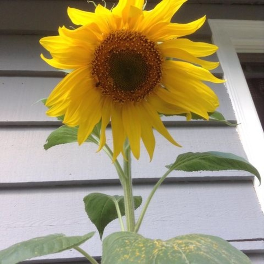 Meet your Posher, Shannon